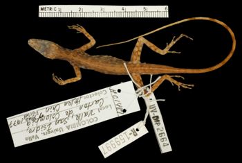 Media type: image;   Herpetology R-159997